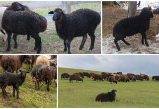 Description and characteristics of Karachai sheep breed, maintenance rules