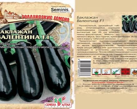 Description et caractéristiques de l'aubergine de la Saint-Valentin, culture et soins