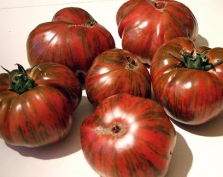 Penerangan dan ciri-ciri pelbagai jenis coklat Striped tomato, hasilnya