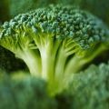 Meilleures graines de brocoli avec des descriptions