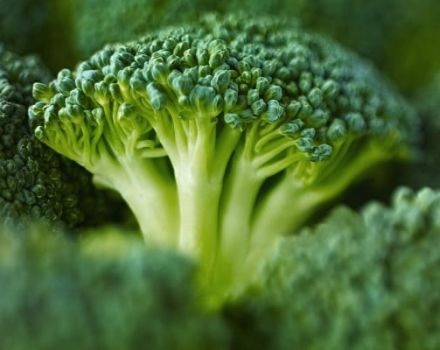 Meilleures graines de brocoli avec des descriptions