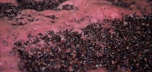 TOP 5 des moyens d'arrêter la fermentation du vin à la maison