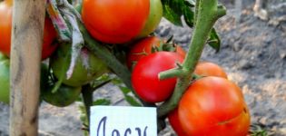 Ciri dan keterangan mengenai varieti tomato Alsou, hasilnya