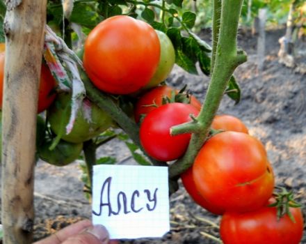 Característiques i descripció de la varietat de tomàquet Alsou, el seu rendiment