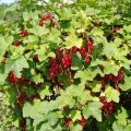 Descripción y características de la variedad de grosella roja de azúcar, plantación y cuidado.