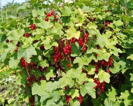 Descripción y características de la variedad de grosella roja de azúcar, plantación y cuidado.