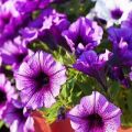 Plantar, cultivar y cuidar petunias en campo abierto.