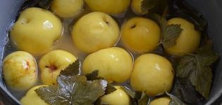 Recetas sencillas paso a paso para hacer manzanas encurtidas enteras y en rodajas