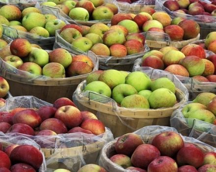 Cómo mantener las manzanas frescas para el invierno en casa.