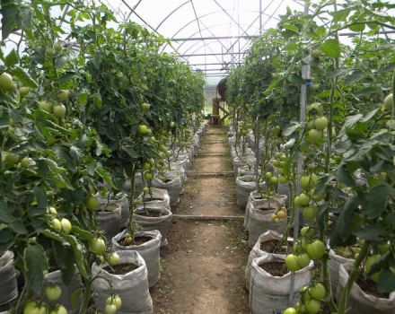 Varieti tomato terbaik dan paling produktif untuk Ural di rumah hijau