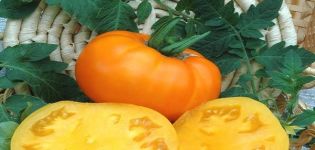 Description of the tomato variety Bison yellow, its characteristics and cultivation