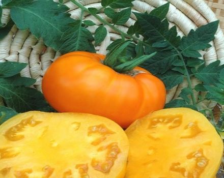 Description de la variété de tomate Bison jaune, ses caractéristiques et sa culture