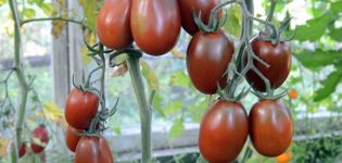 Characteristics and description of the Black Moor tomato variety, yield and cultivation