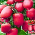 Description of the tomato variety Purple candle, its yield and reviews of summer residents