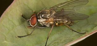 How to deal with onion fly folk and chemical means?