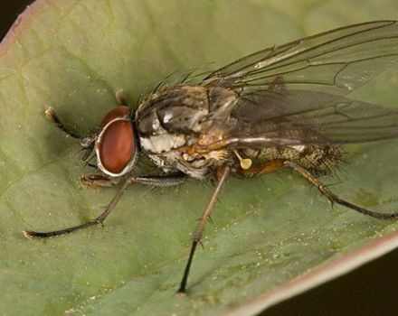 How to deal with onion fly folk and chemical means?