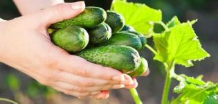 TOP 8 ways to effectively remove bitterness from cucumbers before pickling