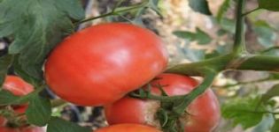 Descripción de la variedad de tomate Pandarosa, características de cultivo y cuidados