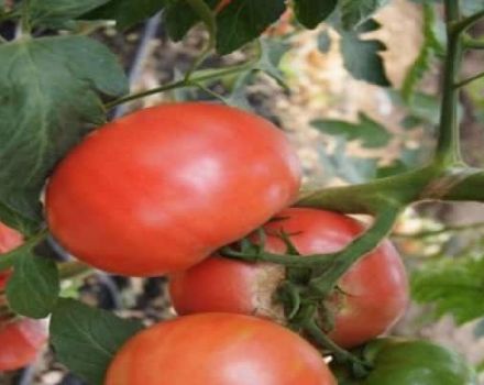 Descripción de la variedad de tomate Pandarosa, características de cultivo y cuidados