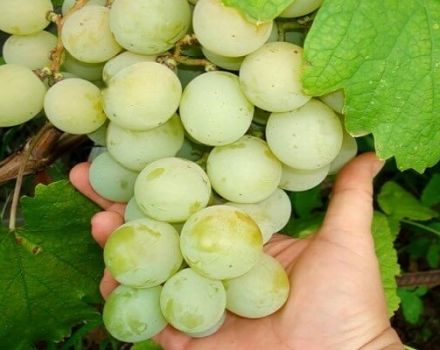 Description and characteristics of Kesha grape varieties (Talisman), its planting and care