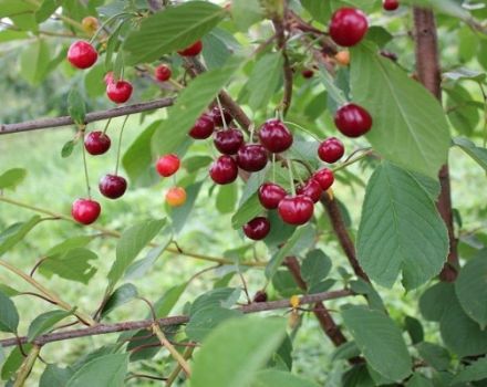 Description et caractéristiques de la variété de cerises Igritskaya, caractéristiques de culture et d'entretien