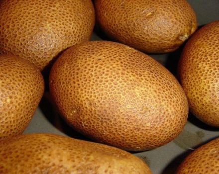 Penerangan mengenai varieti kentang Kiwi, ciri dan hasilnya