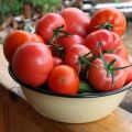 Examen des meilleures variétés de tomates pour la région de Saratov