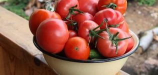 Mengkaji jenis tomato terbaik untuk wilayah Saratov