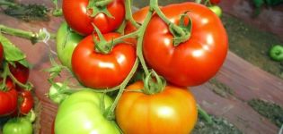 Caractéristiques et description de la variété de tomate Rouge rouge, son rendement