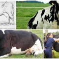 Symptoms and forms of tympanic scar in cattle, treatment at home