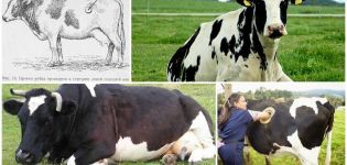 Symptoms and forms of tympanic scar in cattle, treatment at home