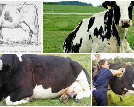 Symptoms and forms of tympanic scar in cattle, treatment at home