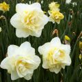 Description et caractéristiques de la variété Obdam narcissus, règles de plantation et d'entretien