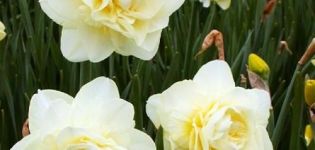 Description and characteristics of the Obdam narcissus variety, planting and care rules