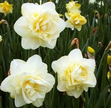 Description et caractéristiques de la variété Obdam narcissus, règles de plantation et d'entretien