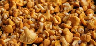 Resipi kaviar Chanterelle untuk musim sejuk