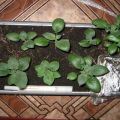 Growing potatoes from seeds at home, planting and care