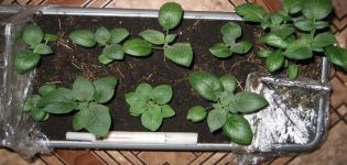 Growing potatoes from seeds at home, planting and care