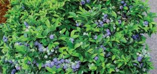 Description et caractéristiques de la variété de myrtille Bluecrop, plantation et entretien