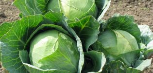 Cultivation, characteristics and description of the Aggressor cabbage variety