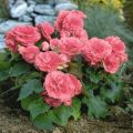 Plantar, cultivar y cuidar la begonia de jardín al aire libre