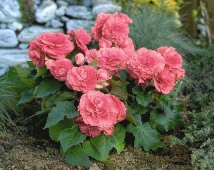 Plantar, cultivar y cuidar la begonia de jardín al aire libre