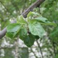 Qu'est-ce que la brillance laiteuse sur un pommier et comment faire face à une maladie, prévention et traitement