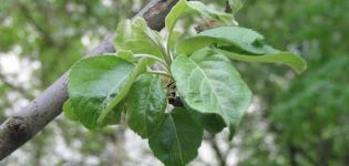 What is the milky shine on an apple tree and how to deal with the disease, prevention and treatment