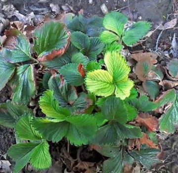 Why some strawberry bushes do not bear fruit or even bloom and what to do