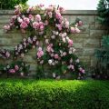 Descriptions of the best varieties of roses of the Climber group and their characteristics, planting and care