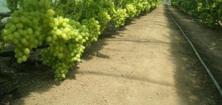 Technologie pour la culture du raisin dans une serre en polycarbonate, la taille et les soins