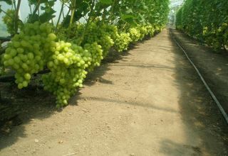 Technology for growing grapes in a polycarbonate greenhouse, pruning and care