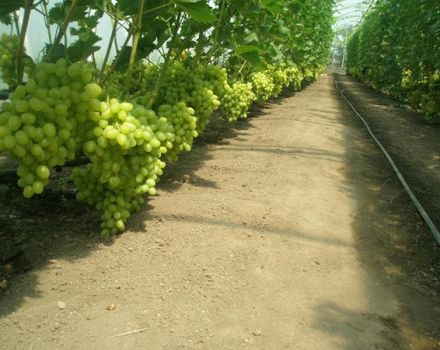 Technologie pour la culture du raisin dans une serre en polycarbonate, la taille et les soins