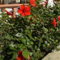 Reproduction, cultivation and care of garden hibiscus